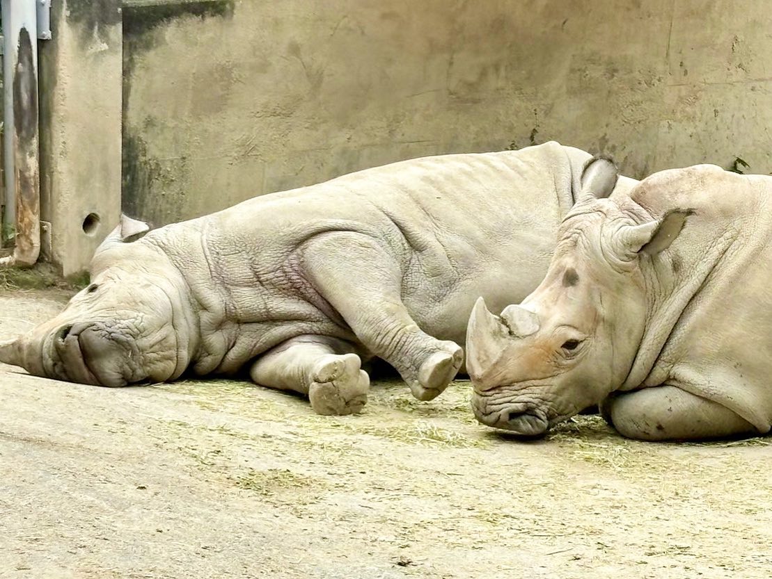 福岡市動物園の画像