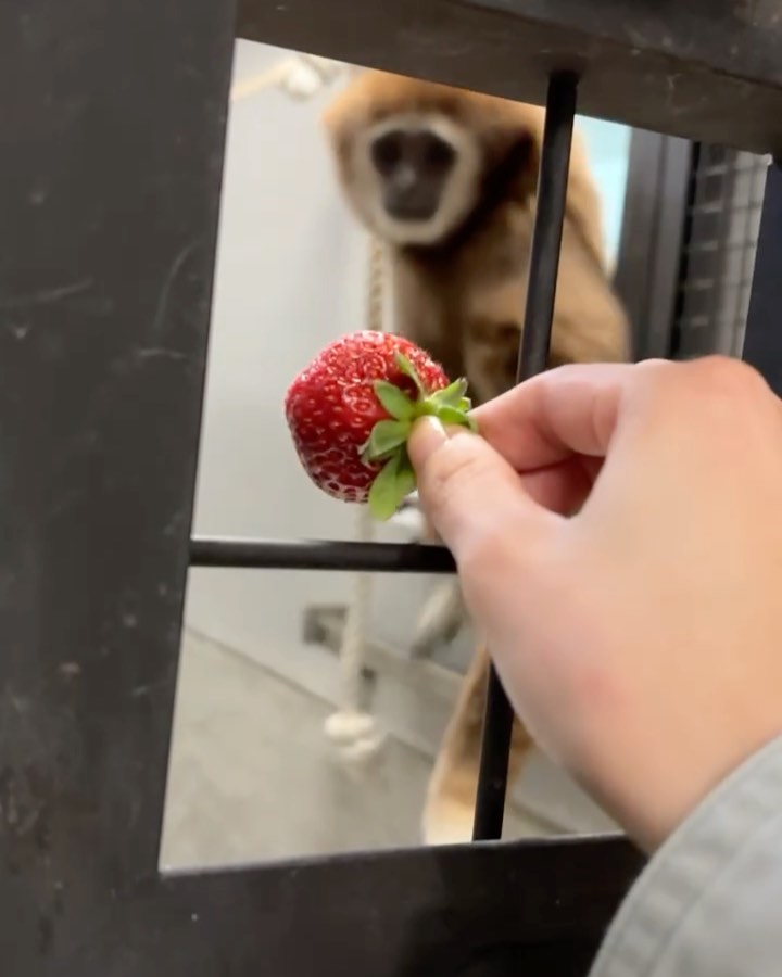 福岡市動物園の画像