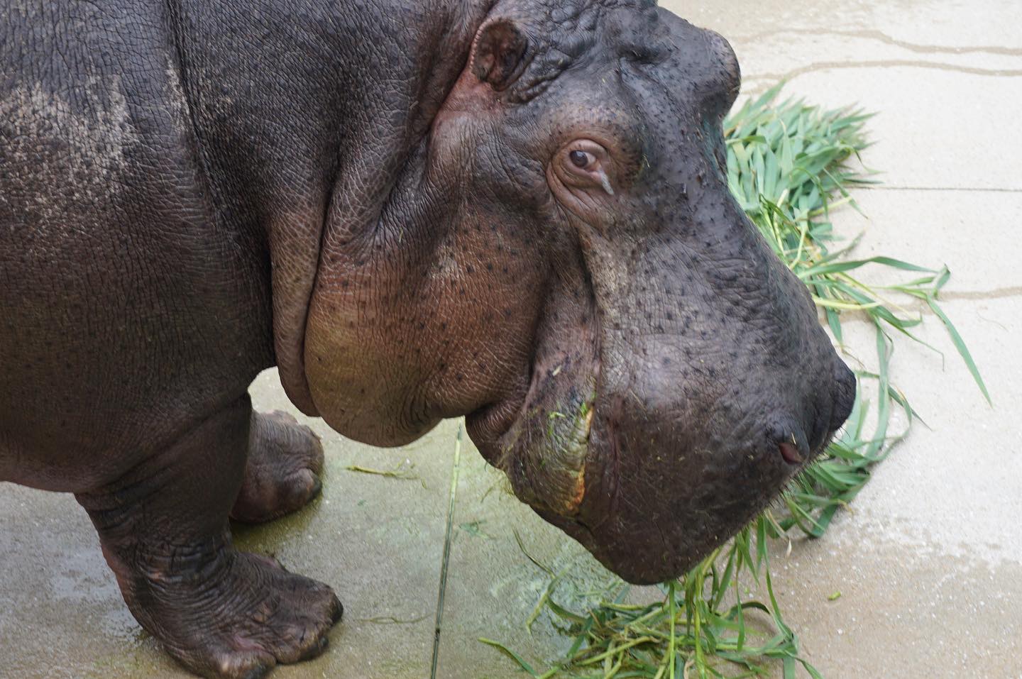 福岡市動物園の画像