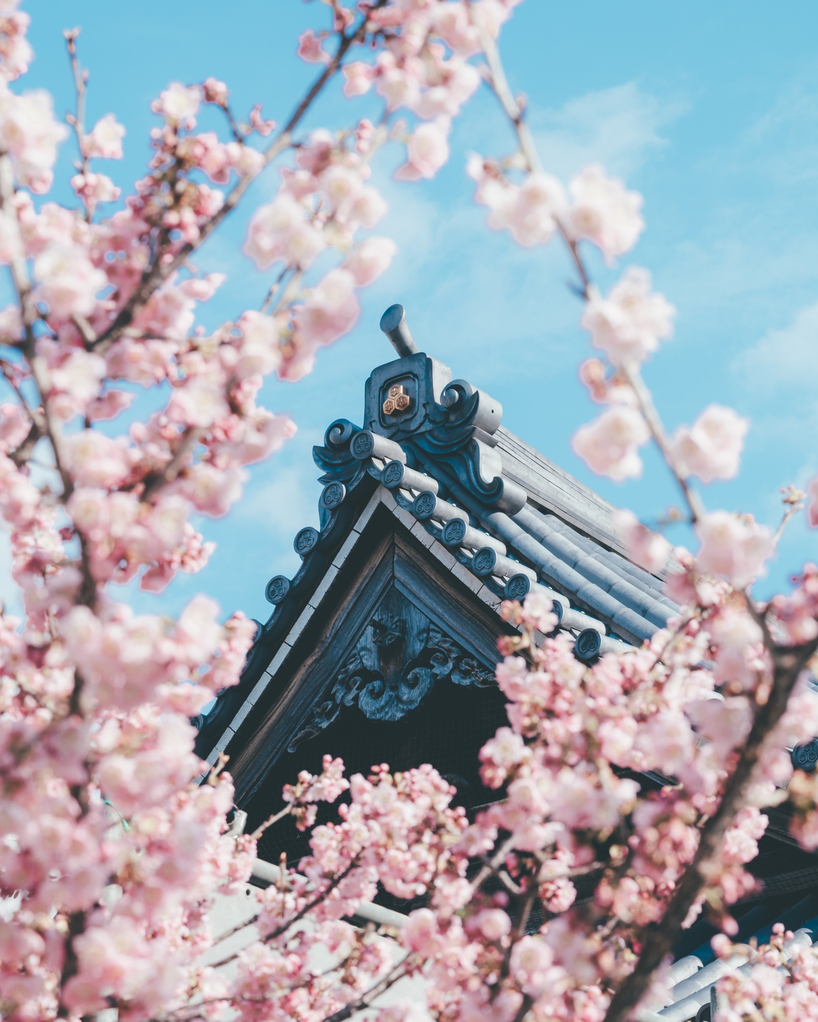 【公式】博多の魅力の画像
