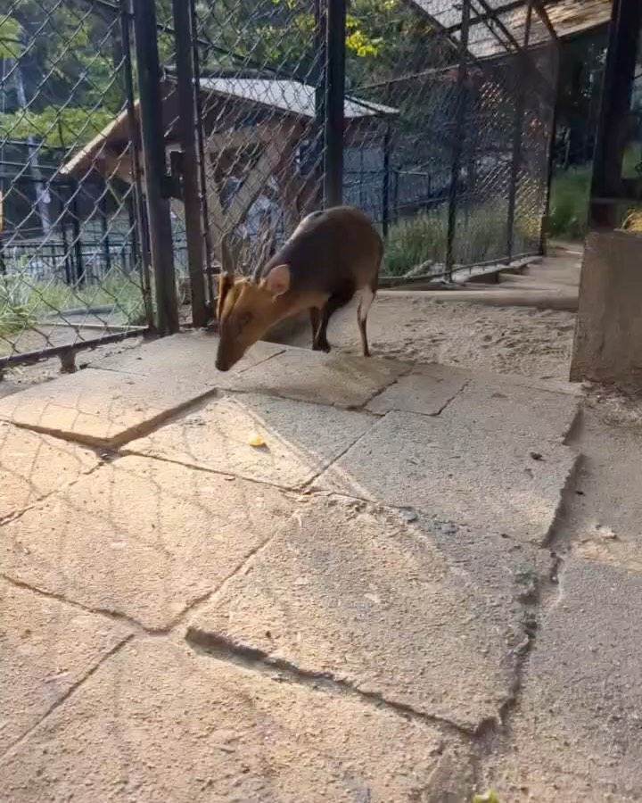 福岡市動物園の画像