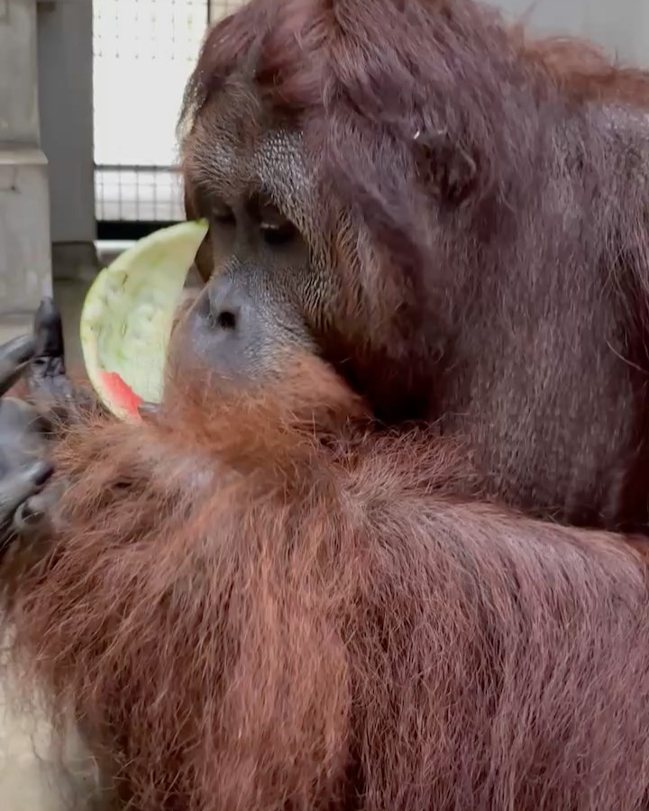 福岡市動物園の画像