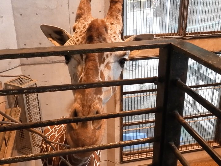 福岡市動物園の画像