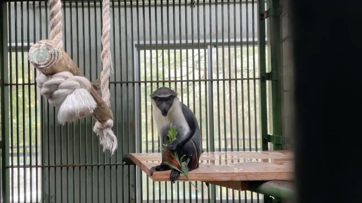 福岡市動物園の画像