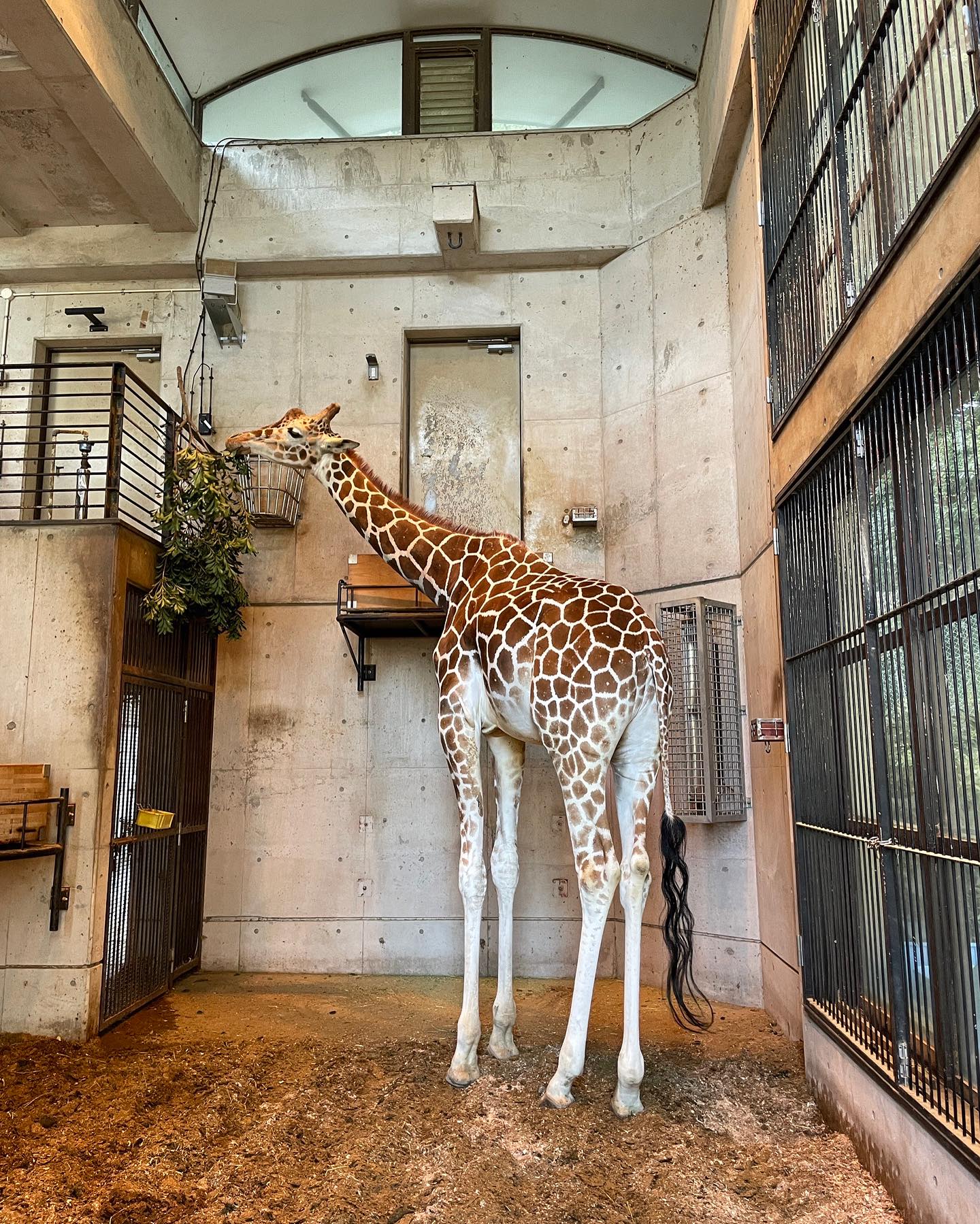 福岡市動物園の画像