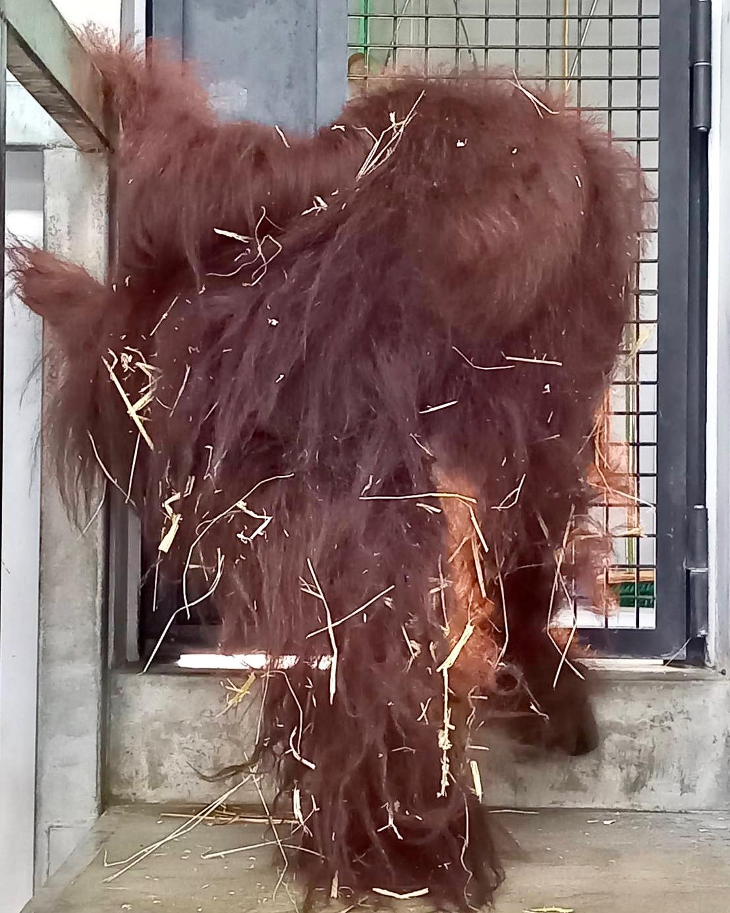 福岡市動物園の画像