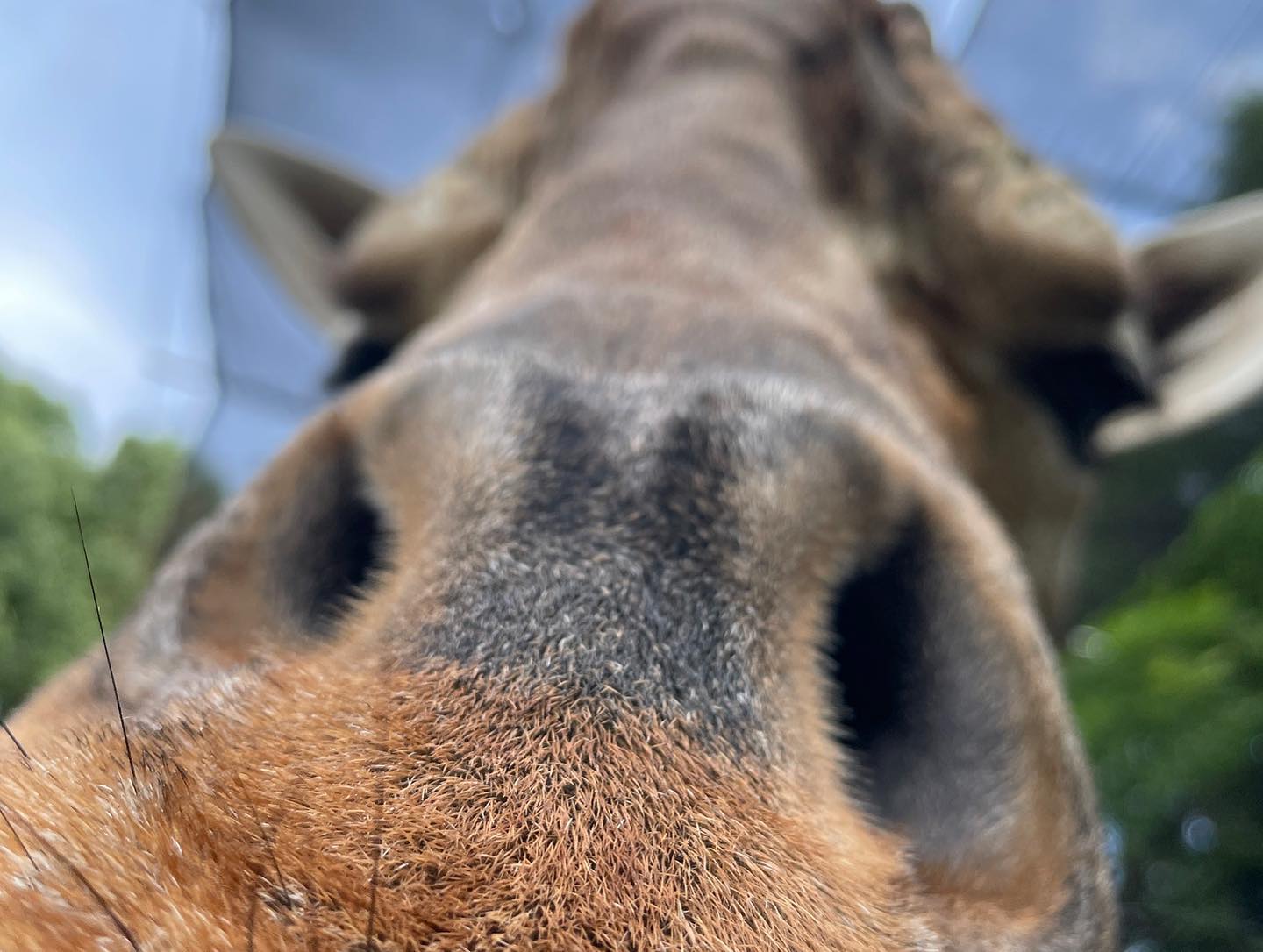 福岡市動物園の画像