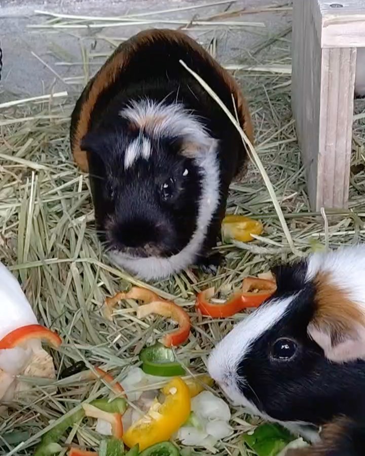 福岡市動物園の画像