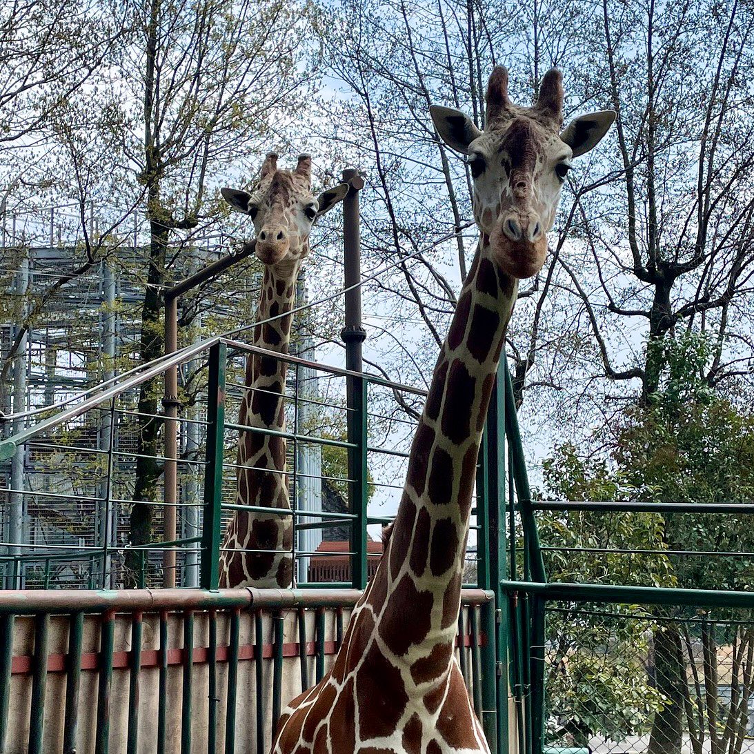 福岡市動物園の画像