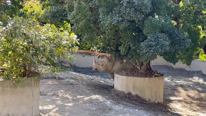 福岡市動物園の画像