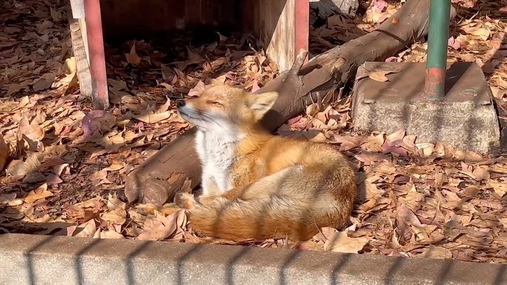 福岡市動物園の画像