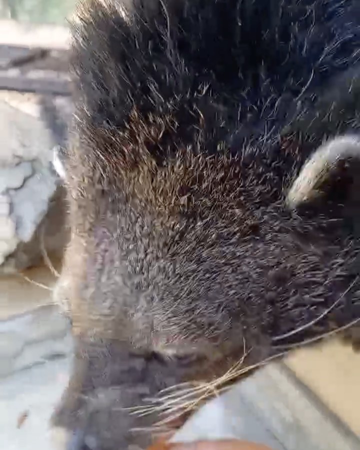 福岡市動物園の画像