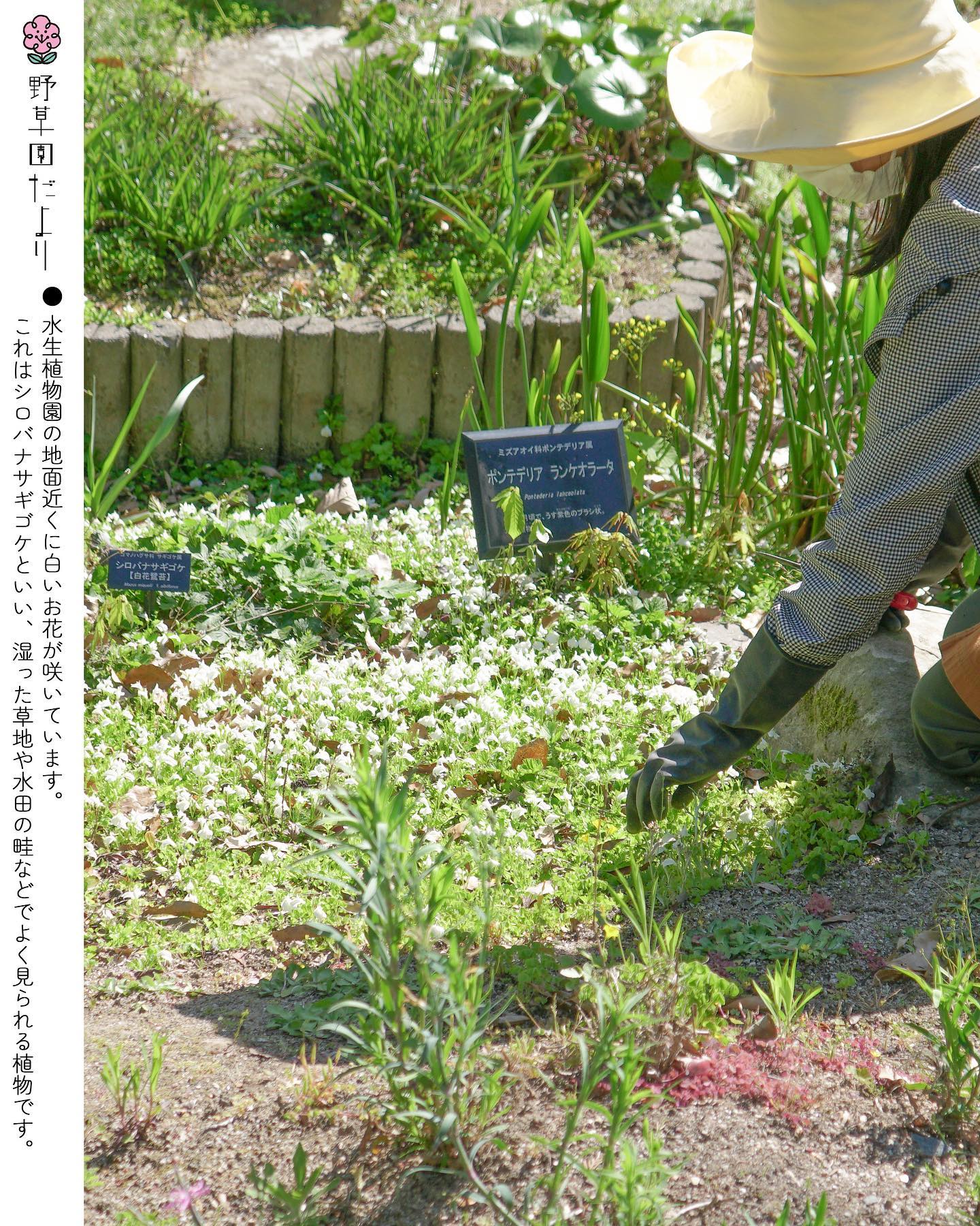 福岡市植物園の画像