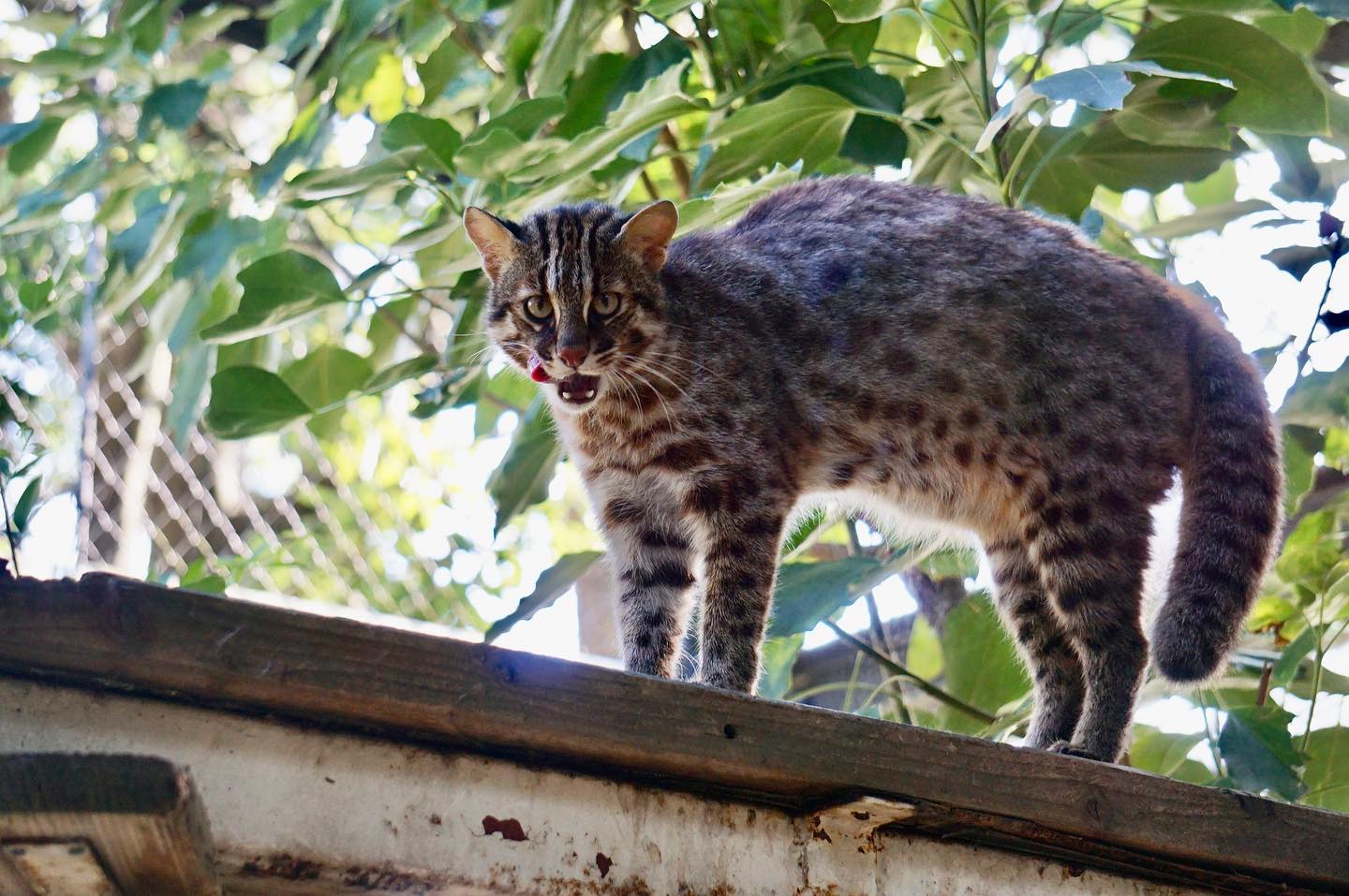 福岡市動物園の画像