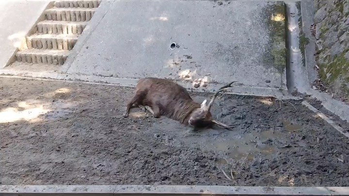 福岡市動物園の画像