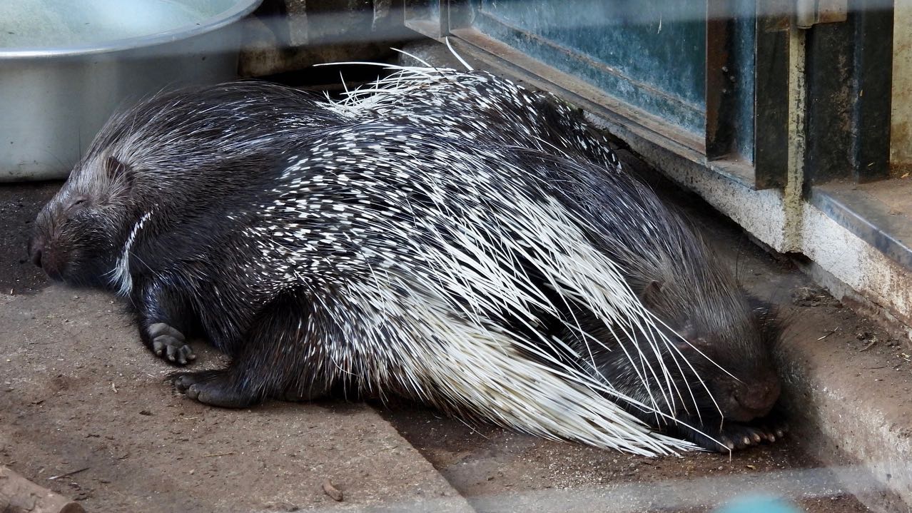 福岡市動物園の画像