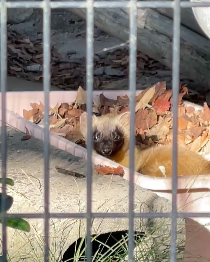 福岡市動物園の画像