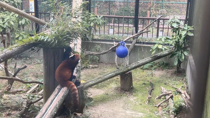 福岡市動物園の画像
