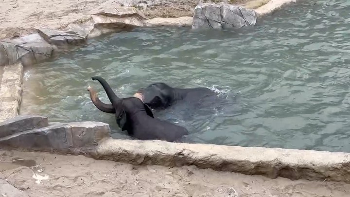 福岡市動物園の画像