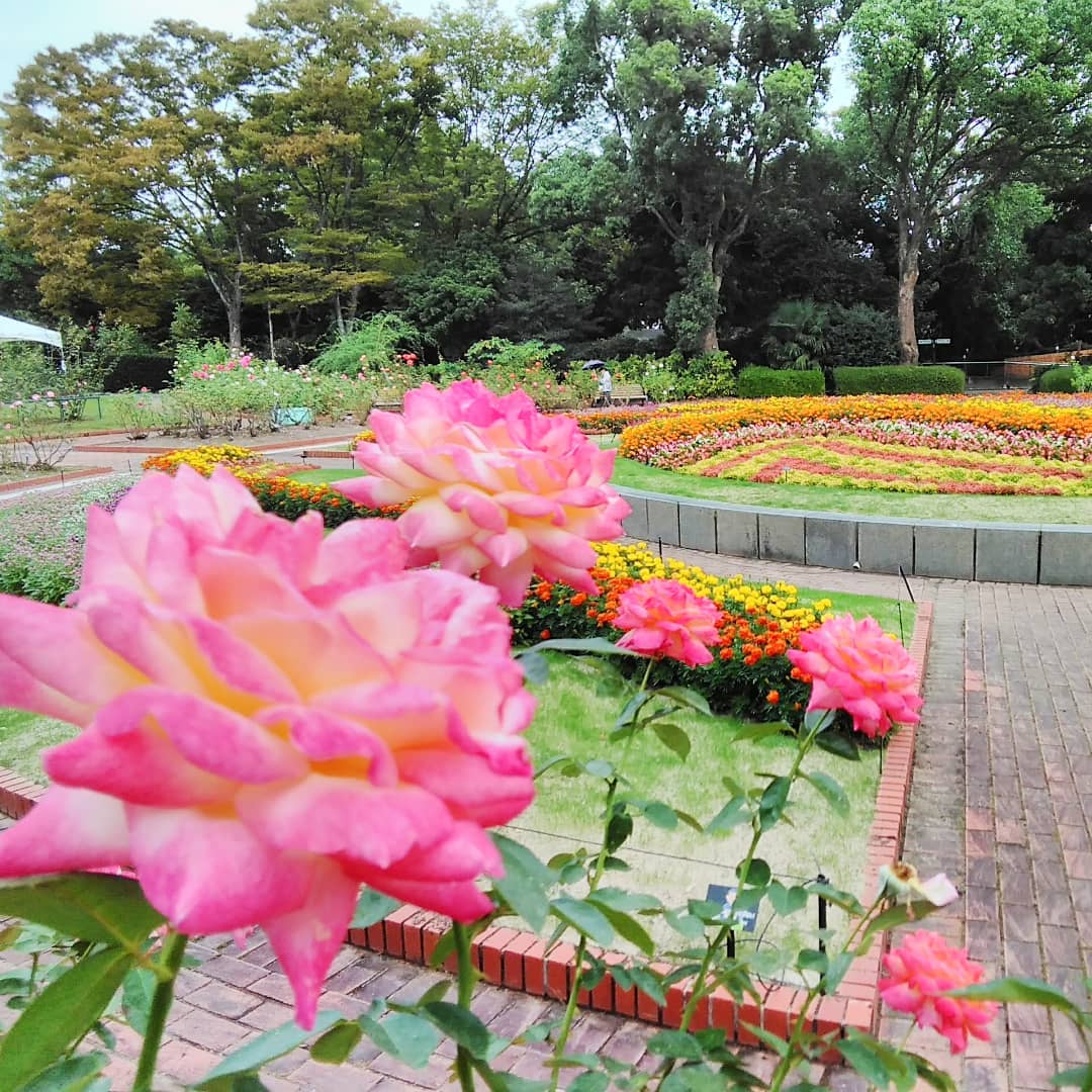 福岡市植物園の画像