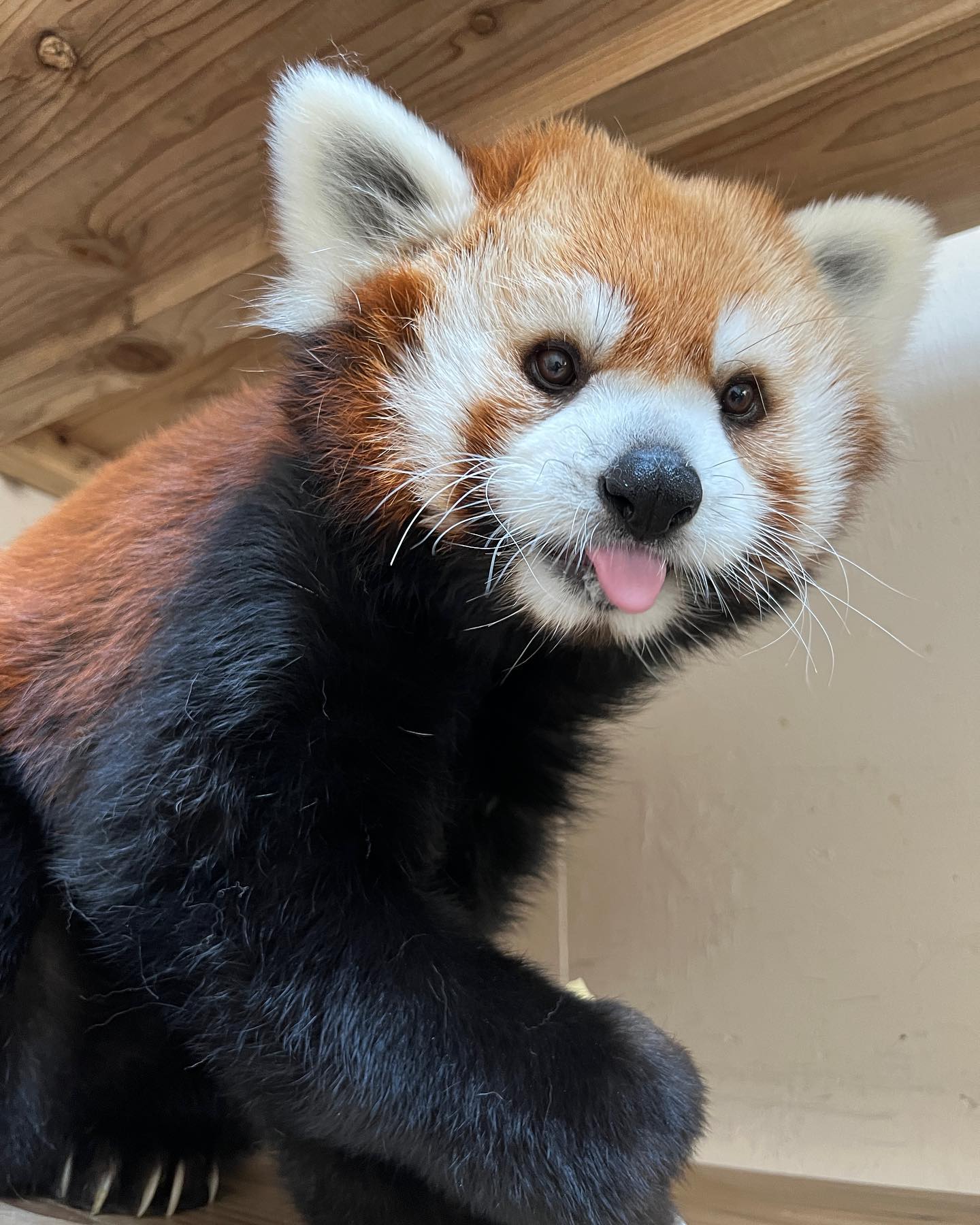 福岡市動物園の画像