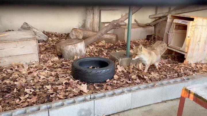 福岡市動物園の画像