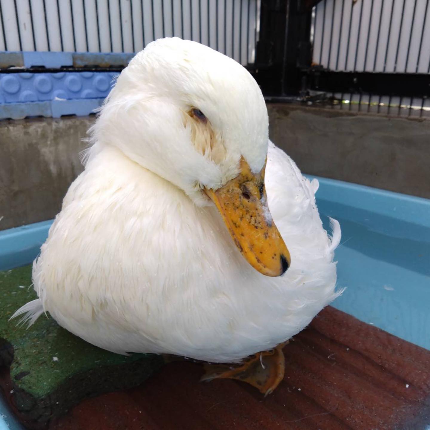 福岡市動物園の画像