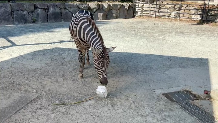 福岡市動物園の画像