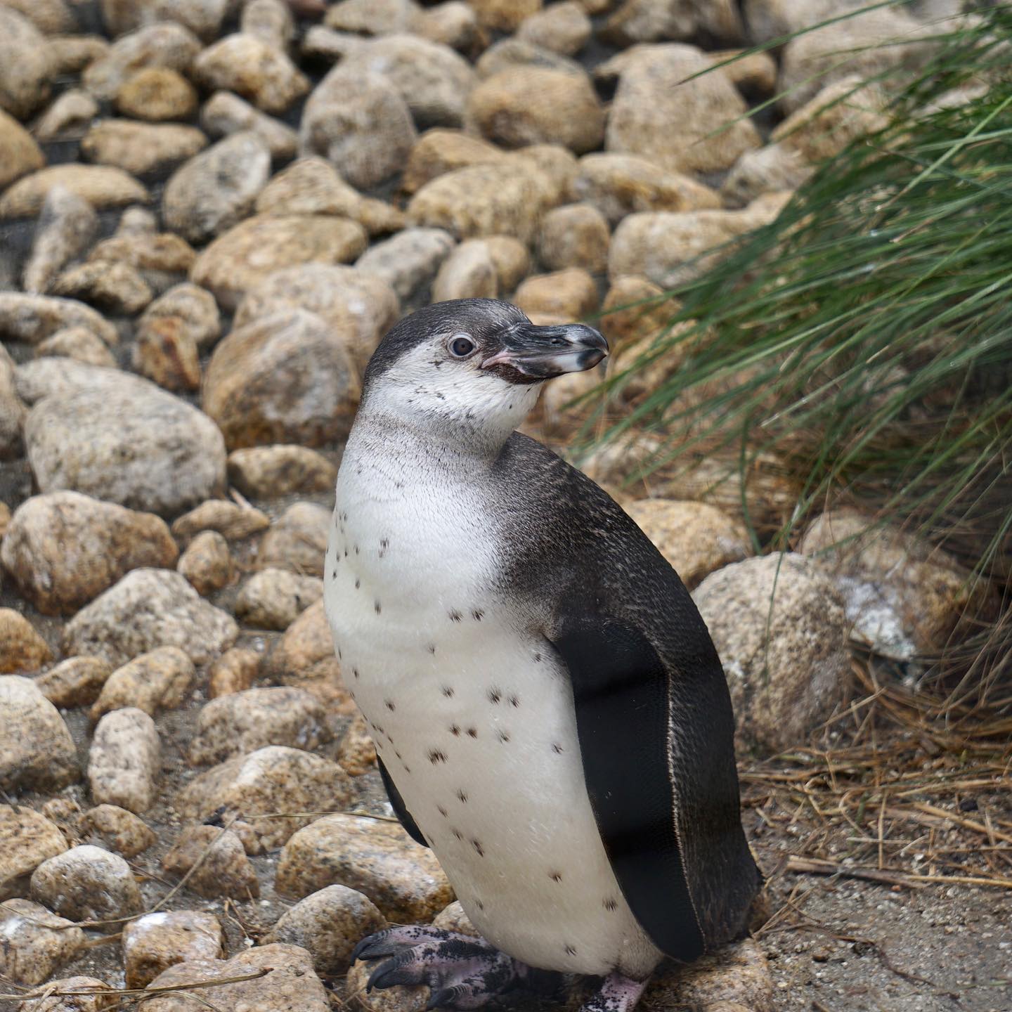 福岡市動物園の画像