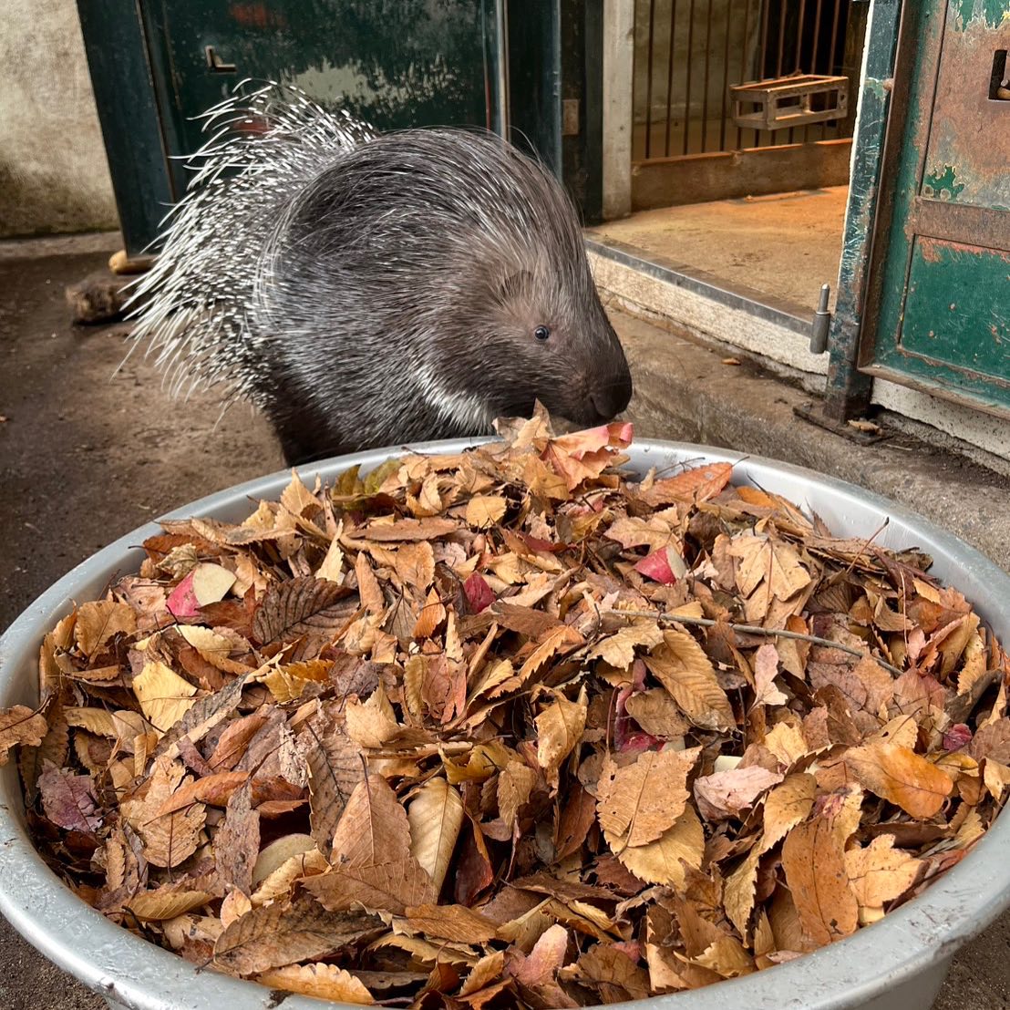 福岡市動物園の画像