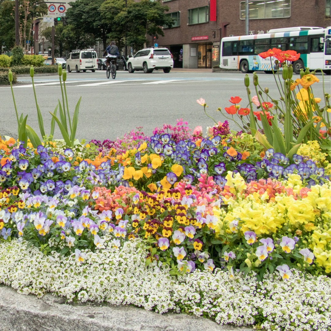 福岡市 一人一花運動の画像