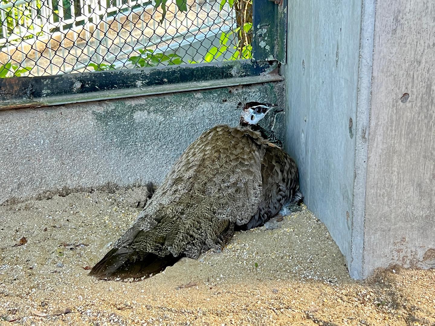 福岡市動物園の画像