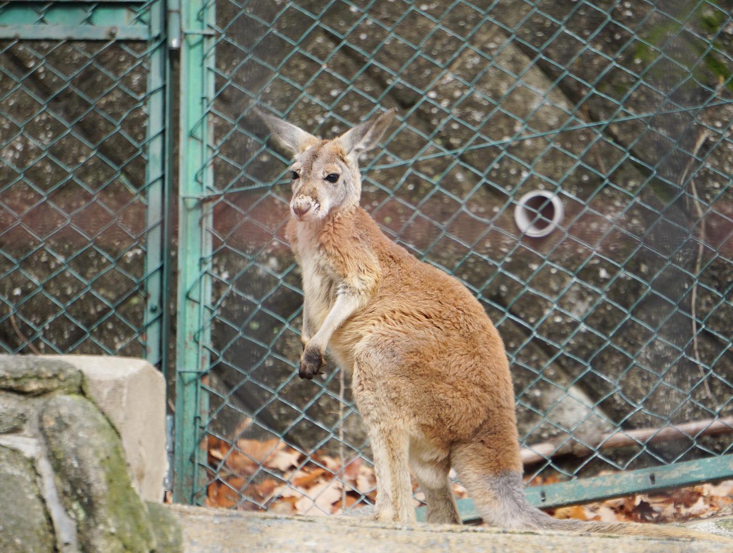 福岡市動物園の画像